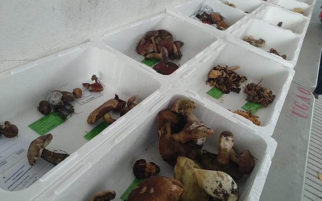 La exposición de setas será este domingo en Herriaren Enparantza