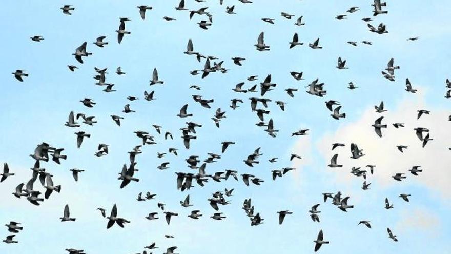 Un bando de palomas torcaces sobrevuela los cielos de Bizkaia. Foto: Javier Atxa