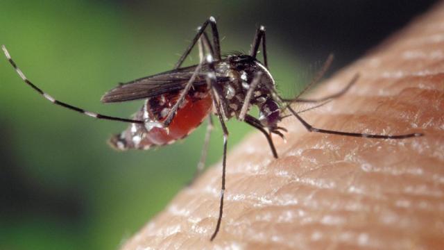 Gobierno Vasco, Neiker y ayuntamientos vascos activan el Programa para la Detección del Mosquito Tigre en Euskadi / Irekia Gobierno Vasco, Neiker y ayuntamientos vascos activan el Programa para la Detección del Mosquito Tigre en Euskadi