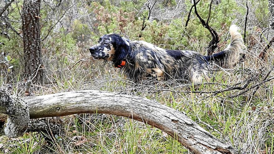 Setter de Muestra a becada.