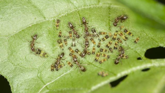 Ni insecticida ni repelente: el método perfecto para alejar a los insectos de tu casa. / Pixabay Ni insecticida ni repelente: el método perfecto para alejar a los insectos de tu casa.