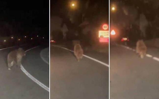 Avistan un oso pardo corriendo de madrugada por la carretera entre Otsagabia y Ezkaroze