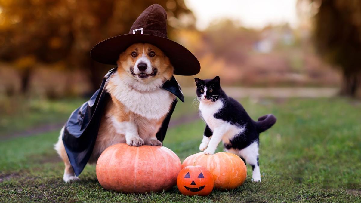 Celebrar Halloween con mascotas debe hacerse de forma responsable.