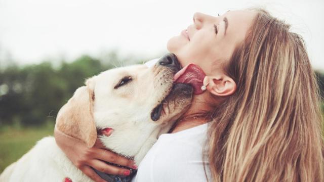 Los lamidos de los perros en la cara no gustan a todos.