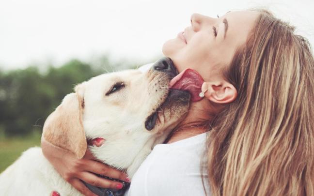 Los lamidos de los perros en la cara no gustan a todos. / Freepik Los lamidos de los perros en la cara no gustan a todos.