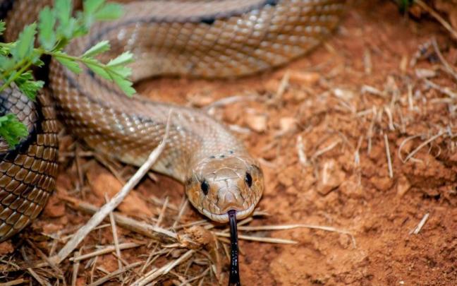 La mayoría de las serpientes de la Península Ibérica e Islas no son venenosas.
