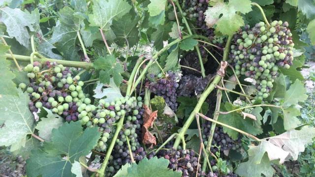Uvas afectadas por el mildiu