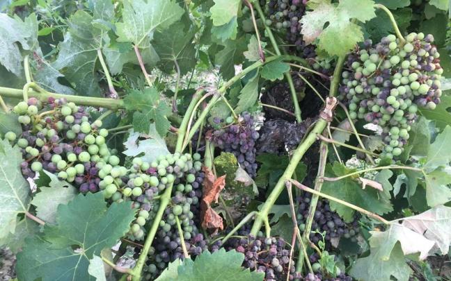 Uvas afectadas por el mildiu