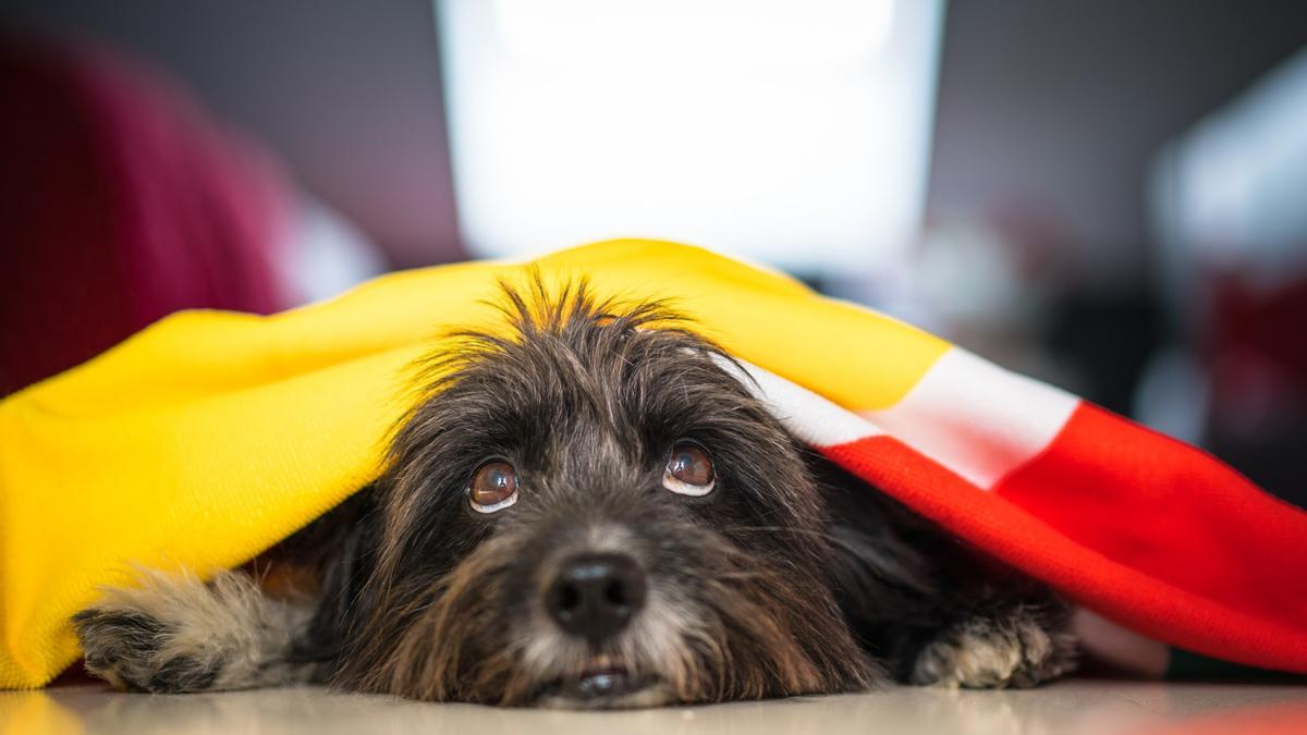 Un bichón habanero gris se refugia asustado debajo de una manta.