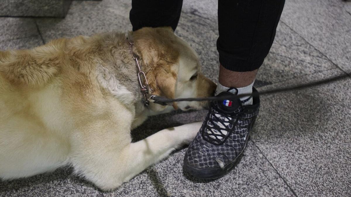Zuri marca el pie de un menor: esconde un porro en la zapatilla.