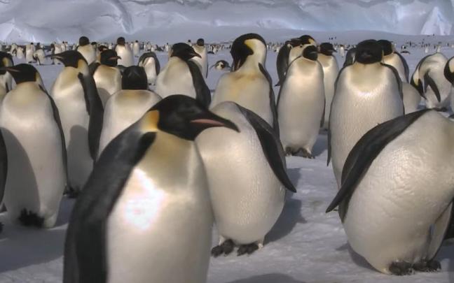 Colonia de pingüino emperador