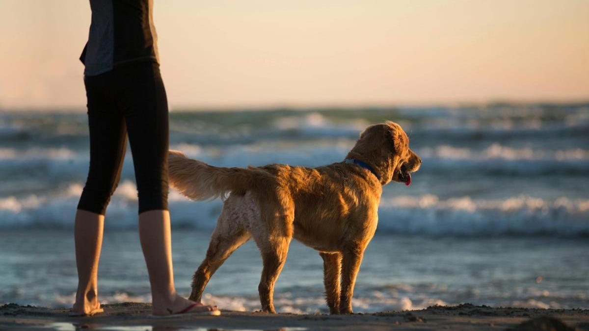 Golden retriever en la playa junto a su dueño