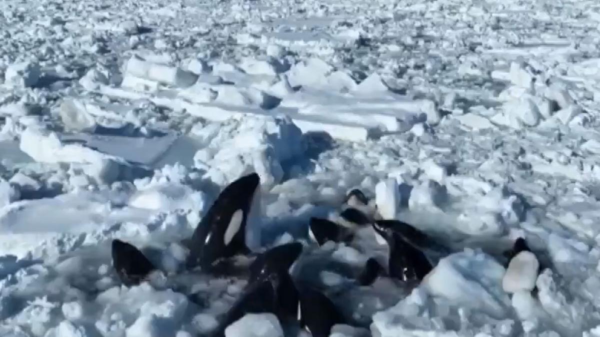 Las orcas atrapadas en el hielo.