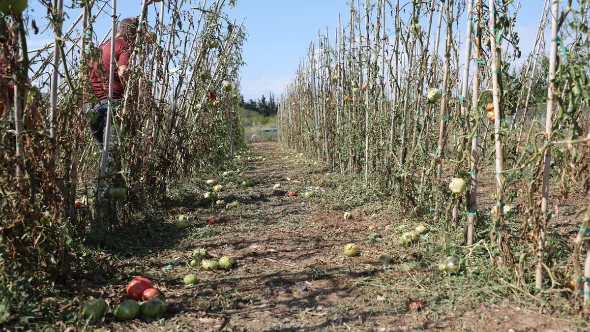 Una finca de tomates, dañada por el pedrisco del pasado domingo.