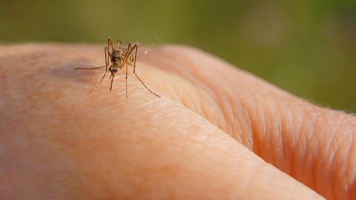 Un mosquito chupa sangre posado sobre una mano.