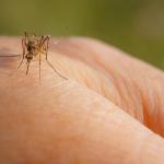 Un mosquito chupa sangre posado sobre una mano.