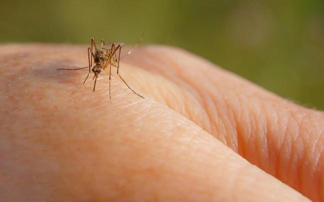 Un mosquito chupa sangre posado sobre una mano. Un mosquito chupa sangre posado sobre una mano.