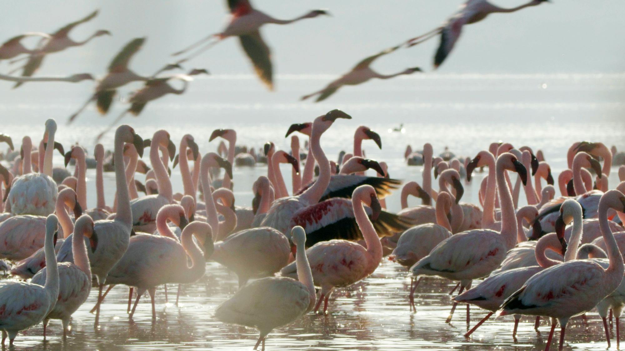 Tras celebrarse el pasado 22 de abril el Día Mundial de la Tierra, Odisea estrenó 'Una Tierra espectacular'.