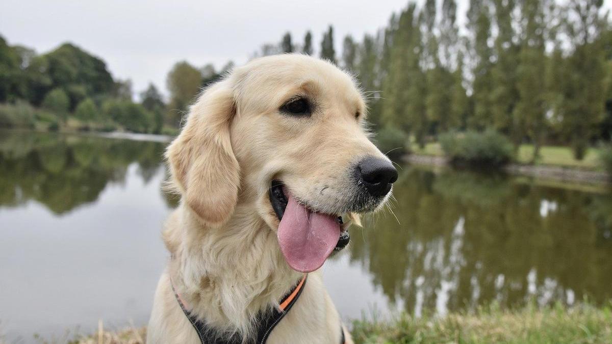 Las cinco cosas que nunca debes hacer durante el paseo con tu perro