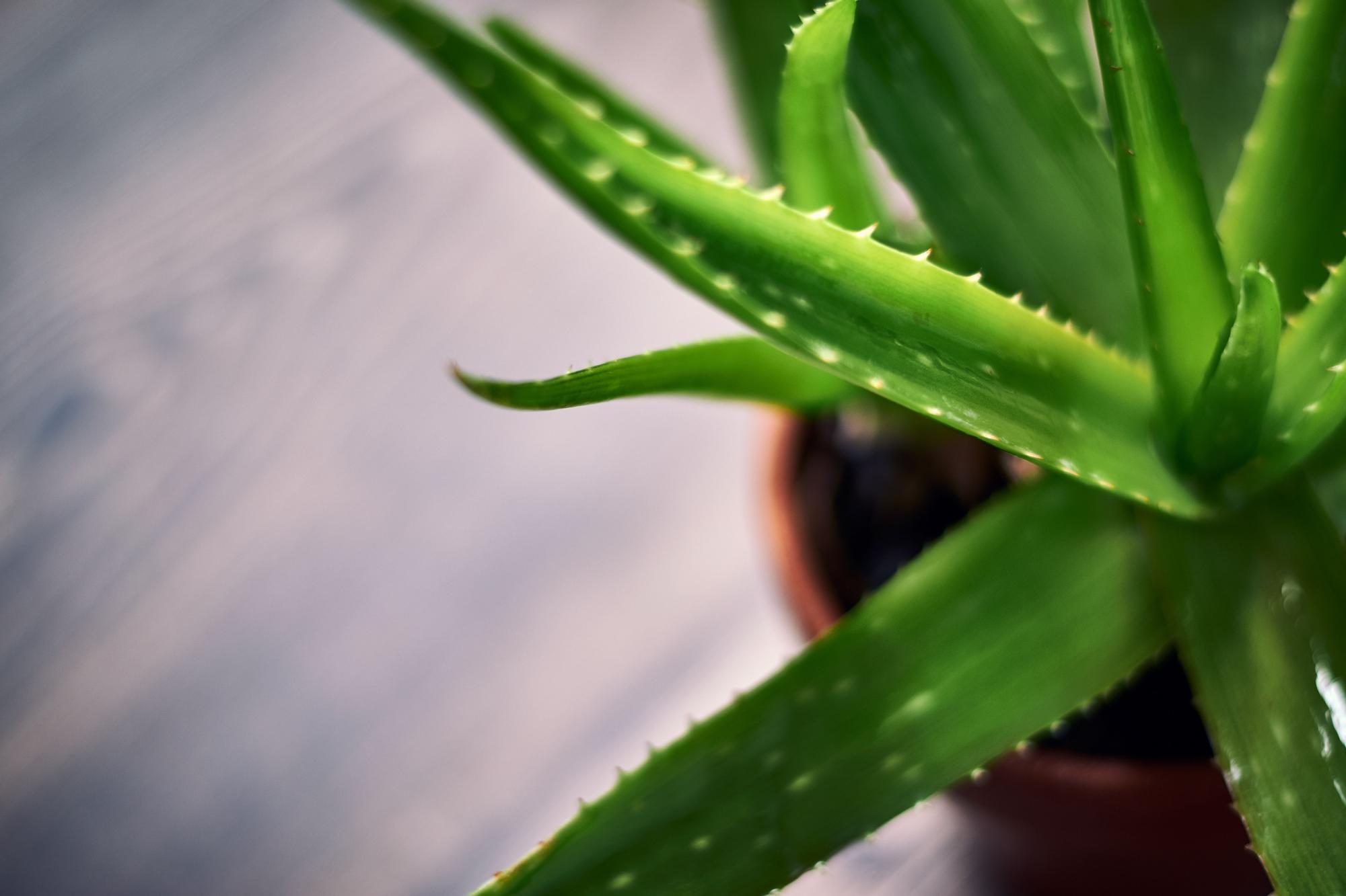 Planta de aloe vera.