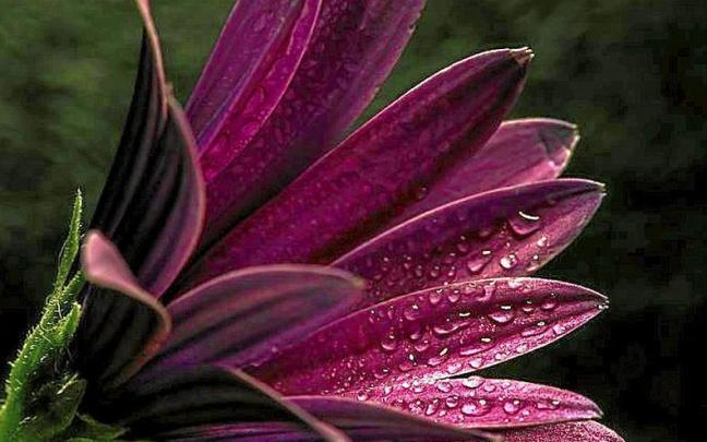 La fotografía macro de flores o insectos predomina en la muestra. La fotografía macro de flores o insectos predomina en la muestra.