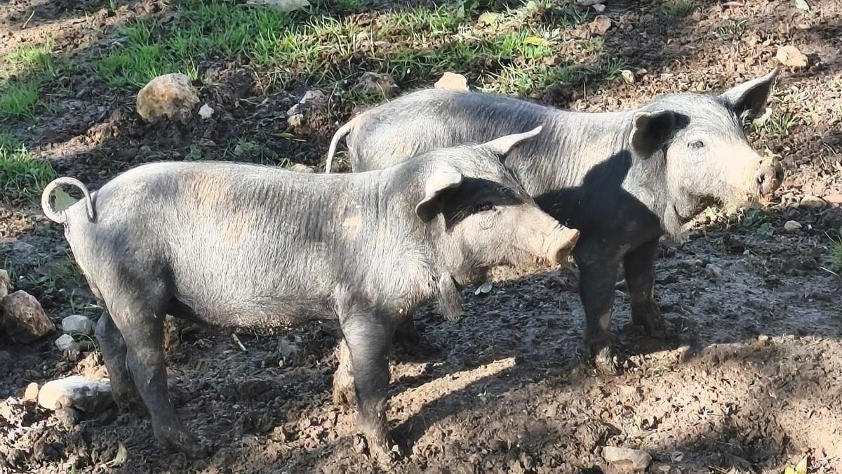 Cerdos en una imagen de archivo