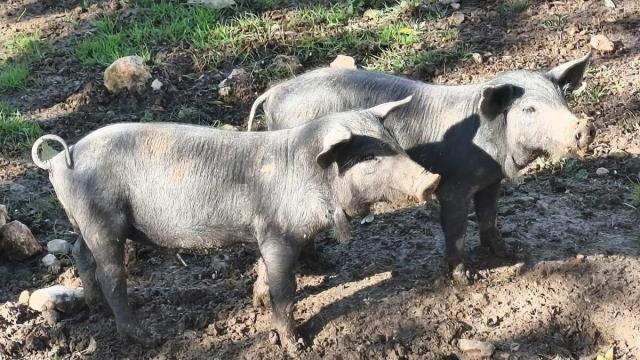 Cerdos en una imagen de archivo