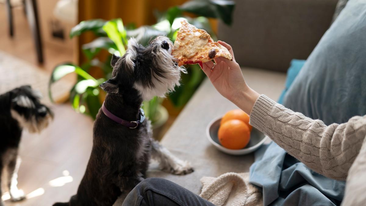 Dar pizza a un perro, una muy mala idea por inadecuada y porque puede llevar cebolla, un veneno para los canes.