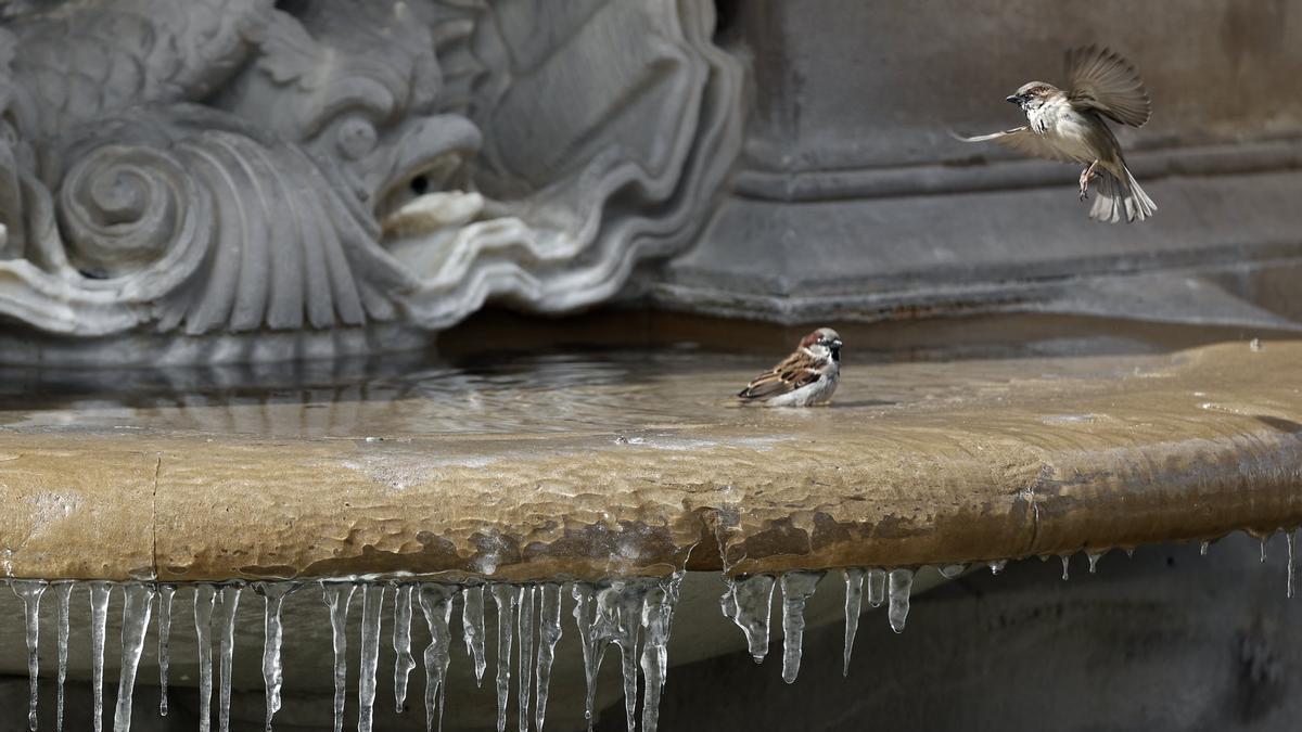 Dos pájaros se acercan a la fuente del kiosko de la Plaza del Castillo el pasado martes.