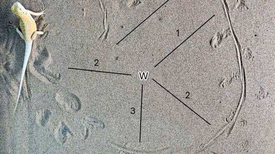 Imagen de los contramoldes analizados por el Museo del Jurásico de Asturias