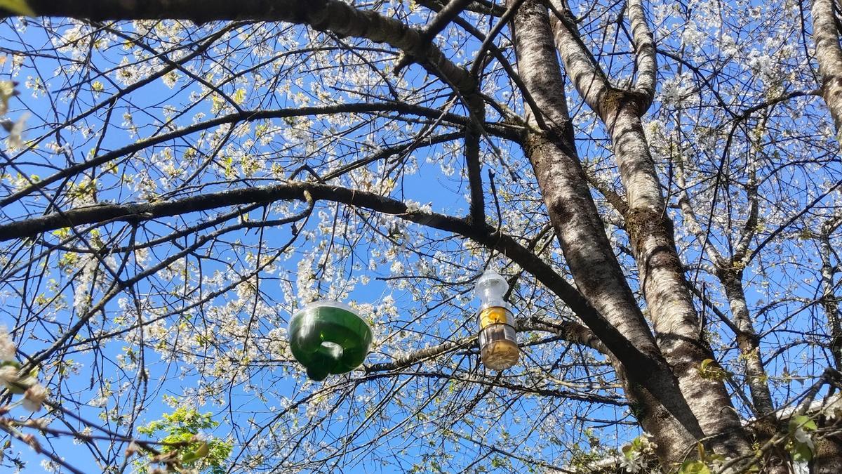 Trampa colocado en un árbol.