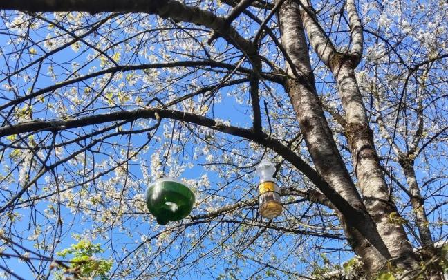 Trampa colocado en un árbol. / B.U. Trampa colocado en un árbol.