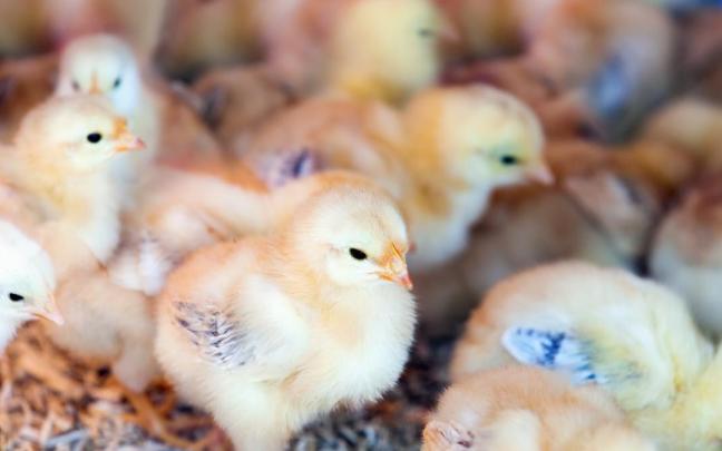 Varios pollos en una granja. Varios pollos en una granja.