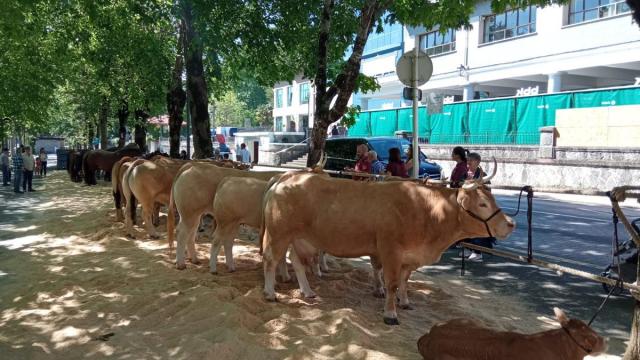 Herriko animaliek lehentasuna izango dute erakusketan