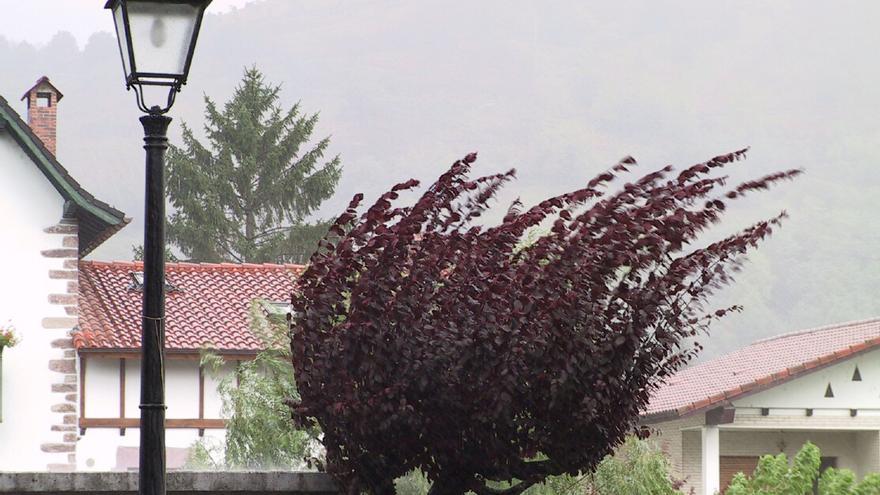 Imagen de archivo de un árbol vapuleado por el viento.