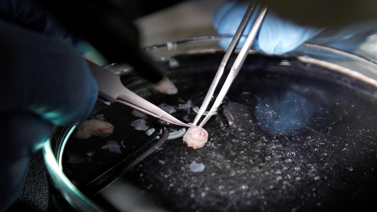 Imagen de archivo de un científico investigando sobre neuronas en un laboratorio.