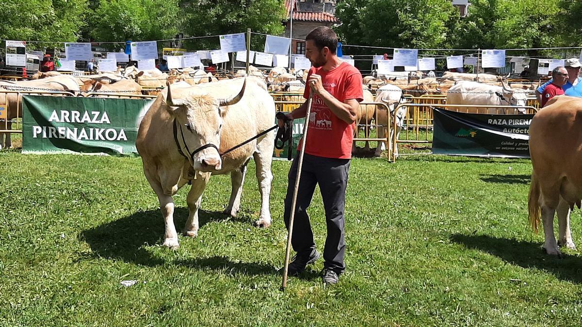 Un momento del certamen alavés de vacas pirenaicas en una pasada edición de la feria de San Isidro en Respaldiza