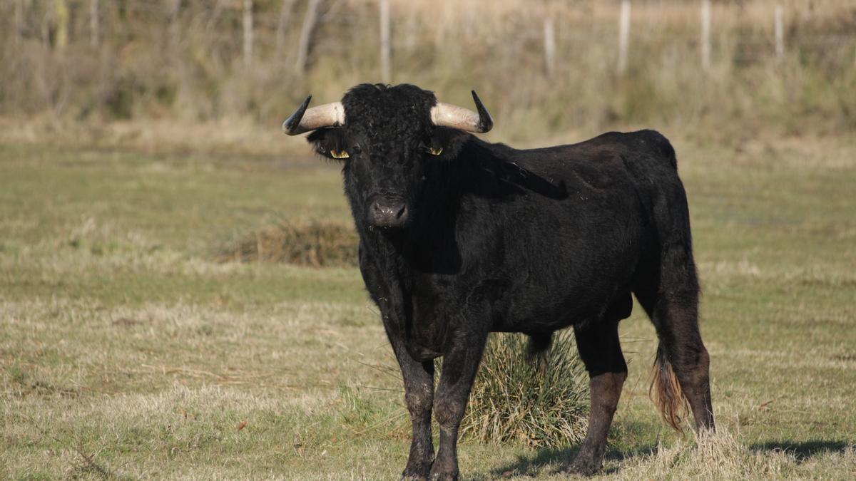 Imagen de archivo de un toro en una dehesa.