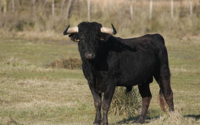 Imagen de archivo de un toro en una dehesa.