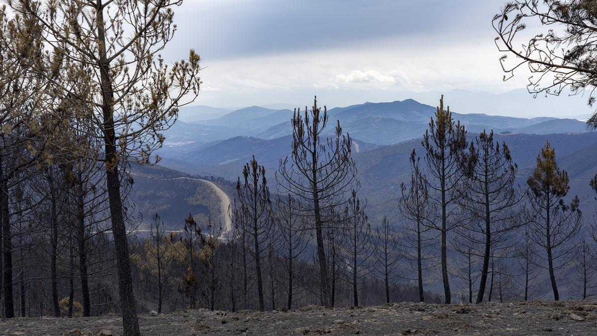 Bosque calcinado por el incendio forestal en la comarca extremeña de Las Hurdes.