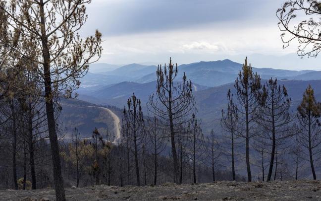 Bosque calcinado por el incendio forestal en la comarca extremeña de Las Hurdes. Bosque calcinado por el incendio forestal en la comarca extremeña de Las Hurdes.