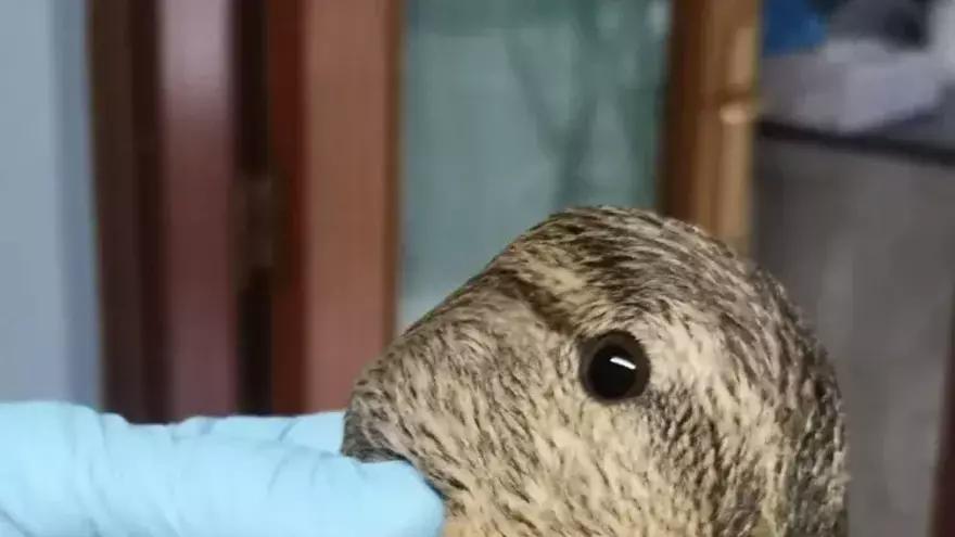 Biodibertsitate eta naturari buruzko hitzaldiak izango dira Martiodako Fauna Berreskuratzeko Zentroaren 50. urtemugan.