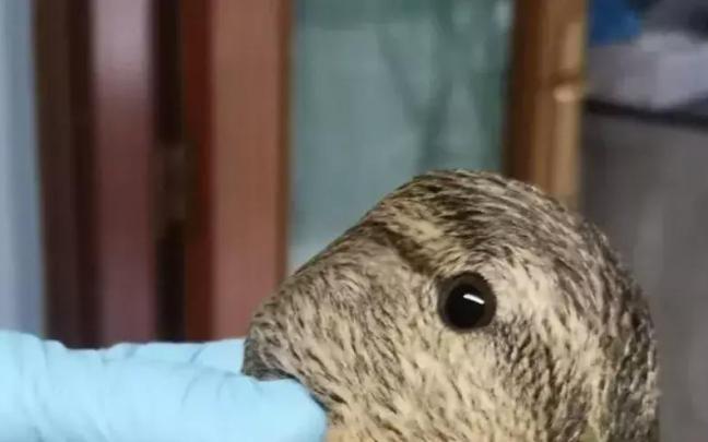 Biodibertsitate eta naturari buruzko hitzaldiak izango dira Martiodako Fauna Berreskuratzeko Zentroaren 50. urtemugan.