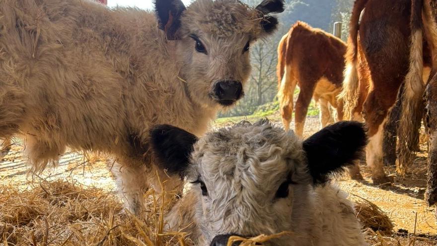 Udaberriko lana: belarra moztea.