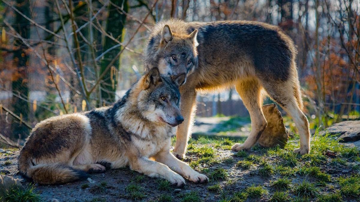 Dos lobos en un bosque.