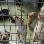 Perros recogidos en las instalaciones de la Sociedad Protectora de Animales y Plantas.