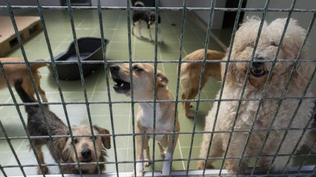 Perros recogidos en las instalaciones de la Sociedad Protectora de Animales y Plantas. Perros recogidos en las instalaciones de la Sociedad Protectora de Animales y Plantas.
