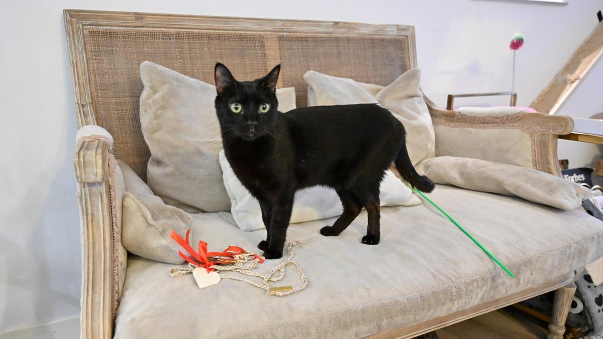 Un gato del Cat cafe Un gato del Cat cafe