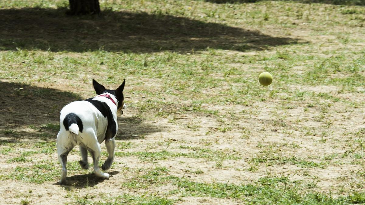 El suceso tuvo lugar en un parque infantil de Valencia en 2019.