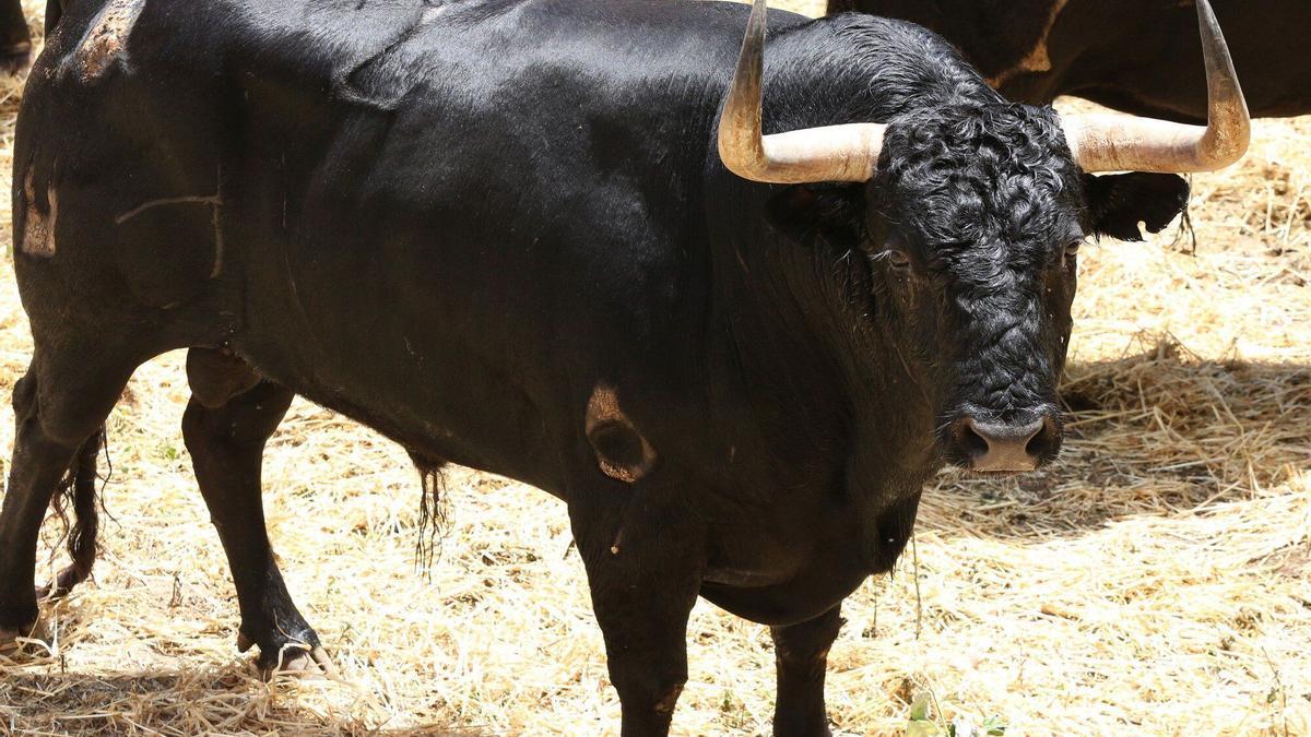 Sexto encierro de San Fermín con toros de la ganadería Jandilla